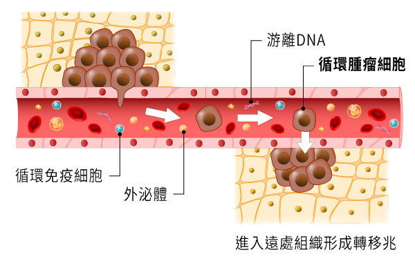 循環腫瘤細胞,CTC,癌細胞轉移