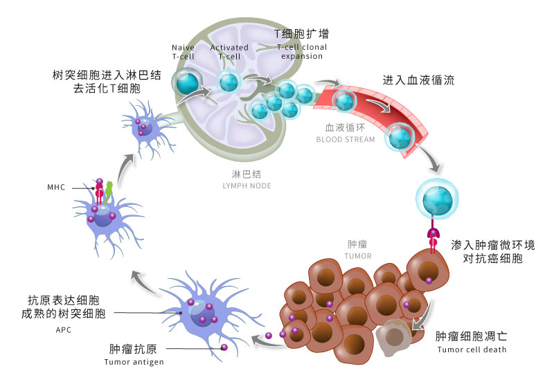 免疫治疗监控 专一性毒杀t细胞检测 癌症整合医疗门诊 菁英诊所